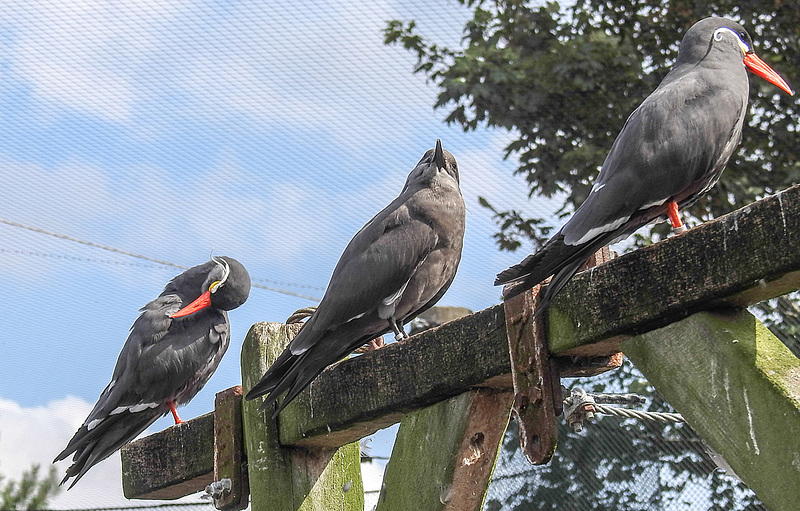 20190901 5619CPw [D~VR] Inka-Seeschwalbe, Vogelpark Marlow