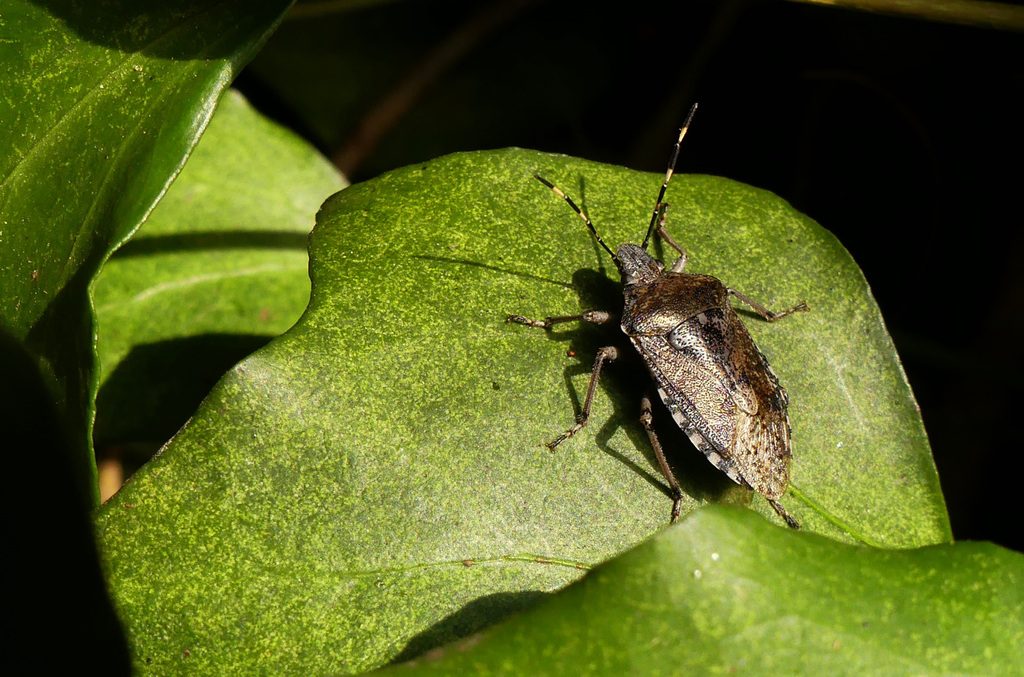 Spitzbauchwanze (Troilus luridus)