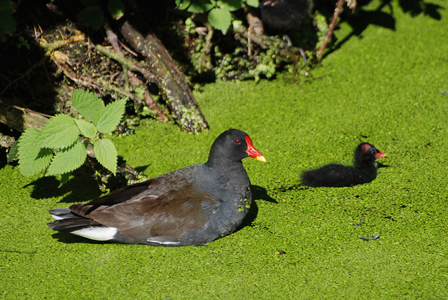 Teichhuhn in der Grütze