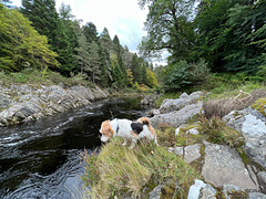 Freda contemplating a swim in the Findhorn