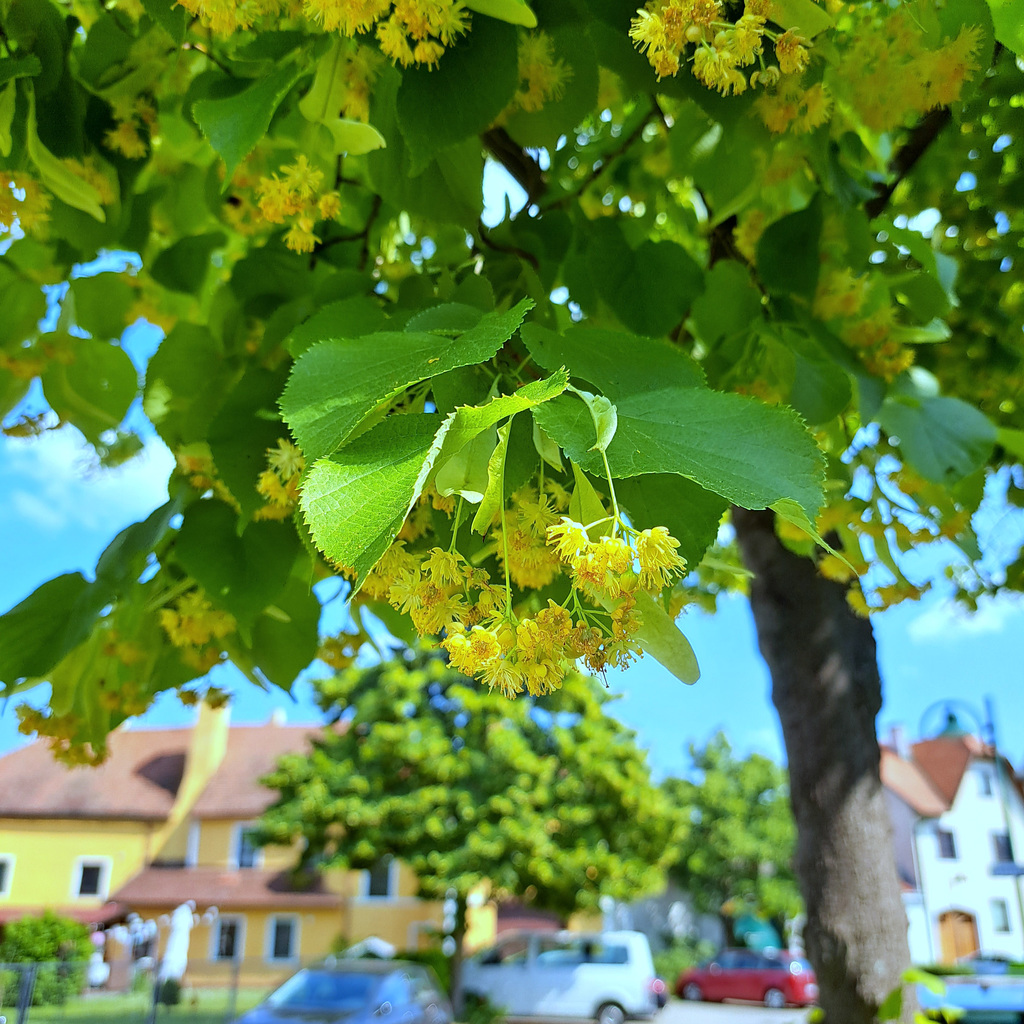 Linde (Tilia)