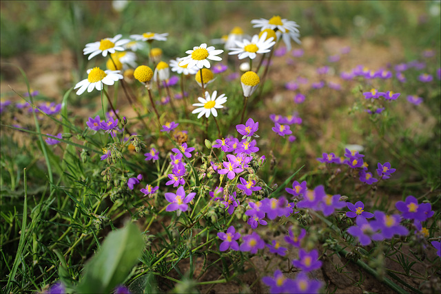 Spergularia purpurea, Caryophyllales and Chamaemelum fuscatum, Penedos