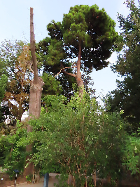 Valencia: Jardín botánico, 48