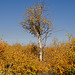 Aspen at Fish Lake on Steens Mt.