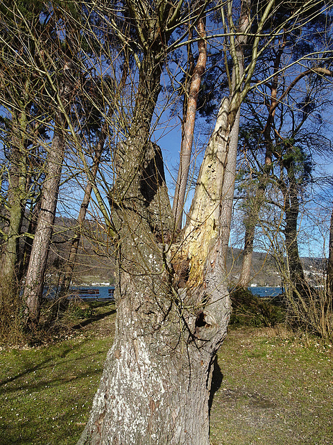 Natur im Januar 2025