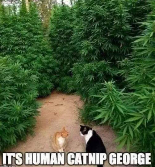 O&S[meme] - human catnip