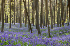 Bluebellforest
