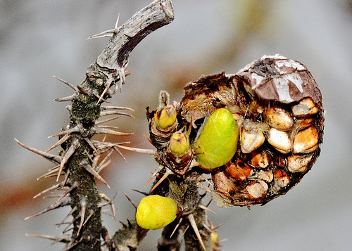 Seeds and Thorns