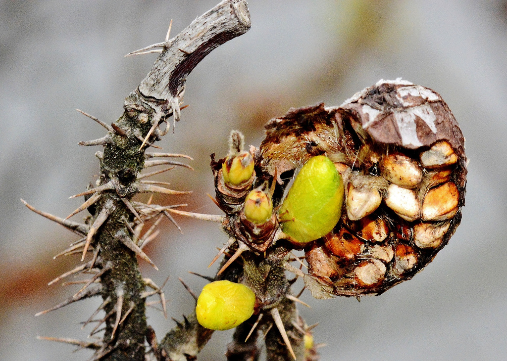 Seeds and Thorns