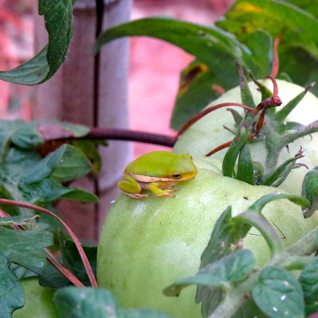 American green tree frog