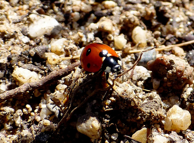 l'aventure...  c'est l'aventure !