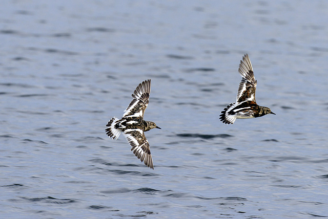 Rola-do-mar, Arenaria interpres