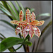 Phalaenopsis Meen Estrella, thalebani (2)