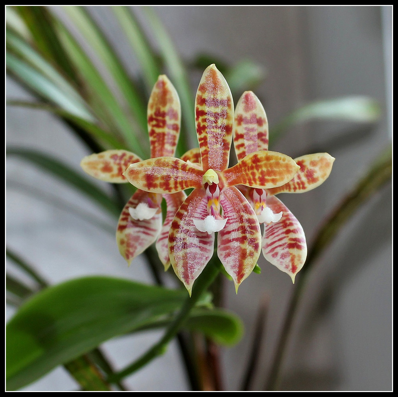 Phalaenopsis Meen Estrella, thalebani (2)