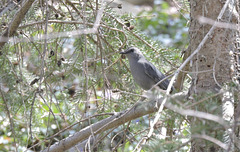 Catbirds