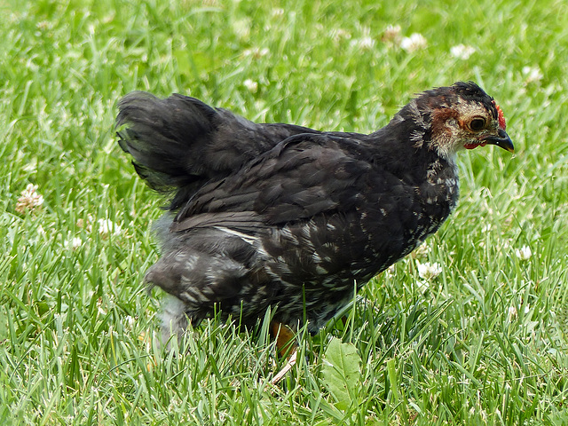 Young chicken at the Ellis Bird Farm