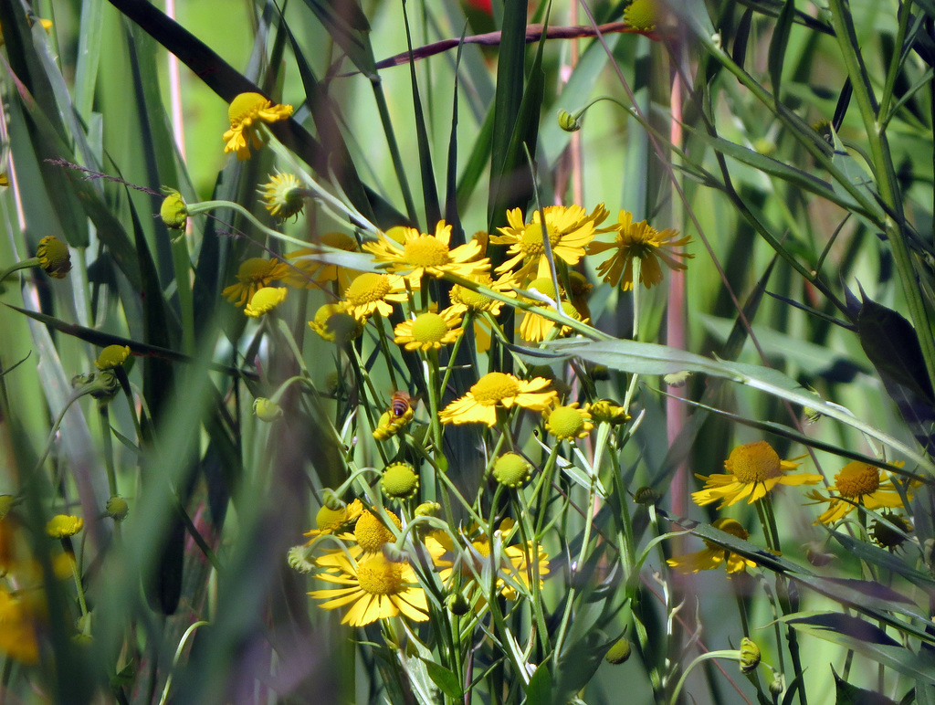 Sneezeweed (Helenium) from 75 ft. distance