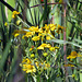 Sneezeweed (Helenium) from 75 ft. distance