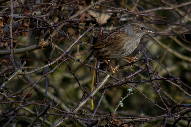 Dunnock