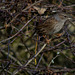 Dunnock