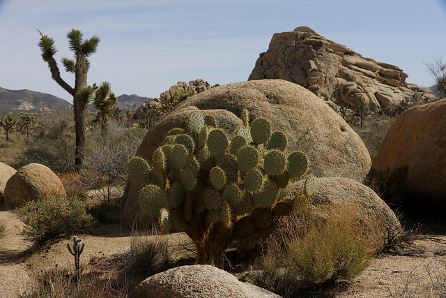 Pancake Prickly Pear