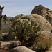 Pancake Prickly Pear