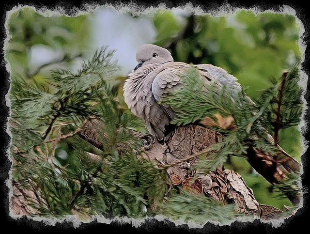 Collard Dove   /   April 2019