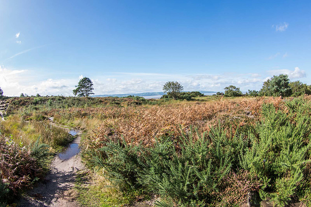 Thurstaston common9