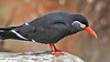 20190901 5620CPw [D~VR] Inka-Seeschwalbe, Vogelpark Marlow
