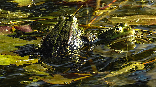 20200521 7639CPw [D~MI] Wasserfrosch, Hille