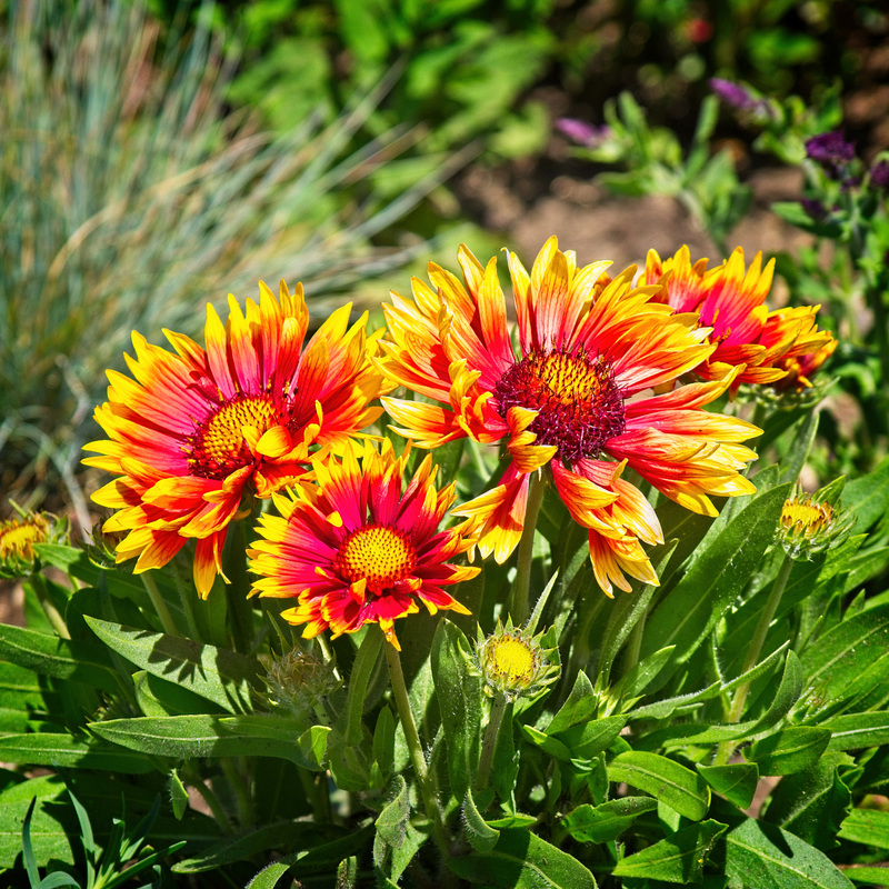 Gaillardias (Sunset Spice)