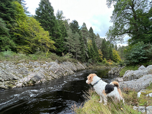 Freda contemplating a swim in the Findhorn