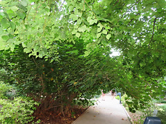 Valencia: Jardín botánico, 49