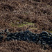 Ring Ouzel