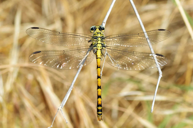 Small Pincertail f (Onychogomphus forcipatus) 11