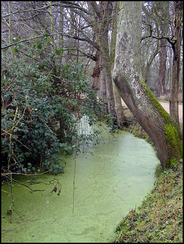 green stream