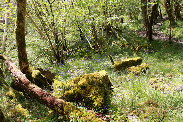 Moss, Boulders & Bluebells