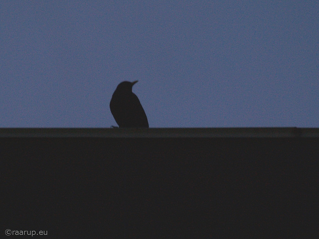 Blackbird at dusk