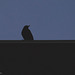 Blackbird at dusk