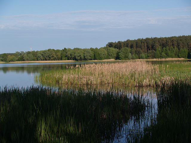 Камыш на берегу речки Здвиж / Reed on the bank of the river Zdvizh