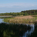 Камыш на берегу речки Здвиж / Reed on the bank of the river Zdvizh