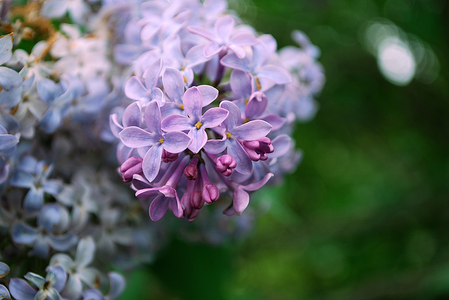 Lilacs of Winterthur