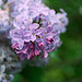 Lilacs of Winterthur