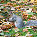 Squirrel in Autumn