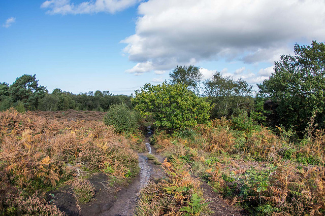 Thurstaston common10