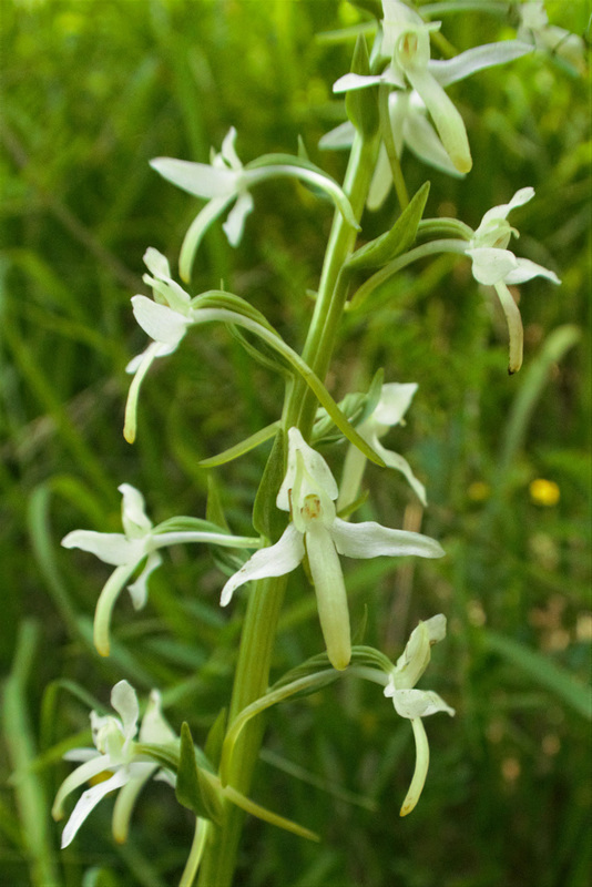 Orchis verdâtre = Platanthera chloranta, Orchidées (Haute-Savoie, France)