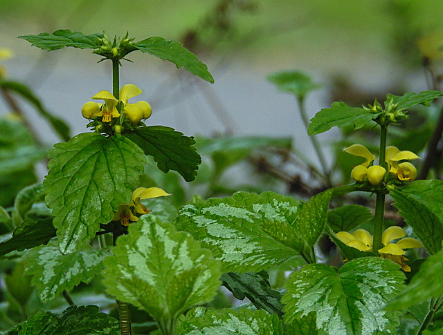 20210501 0140CPw [D~LIP] Goldnessel (Lamium galeobdolon), Bad Salzuflen