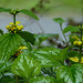 20210501 0140CPw [D~LIP] Goldnessel (Lamium galeobdolon), Bad Salzuflen