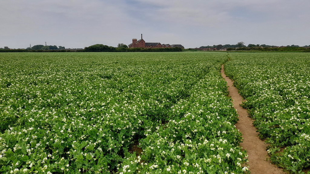 Crossing the Pea field.