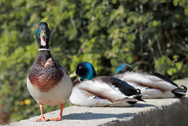 EOS 90D Peter Harriman 09 14 30 80498 roastingDucks dpp